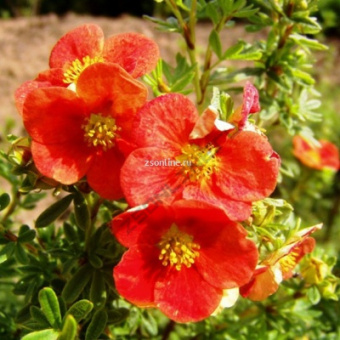 Изображение загружено обработкой по данным файла Excel