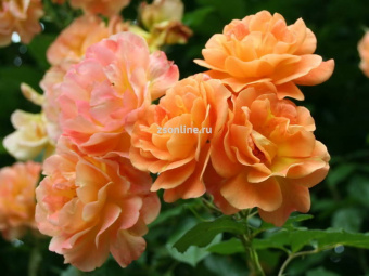 Изображение загружено обработкой по данным файла Excel