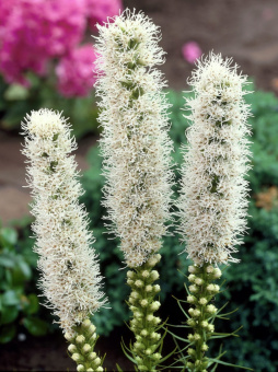 Лиатрис колосковый Alba