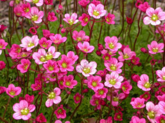 Камнеломка Арендса Аргентеовариегата