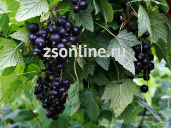 Изображение загружено обработкой по данным файла Excel