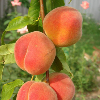 Персик Золотая Москва