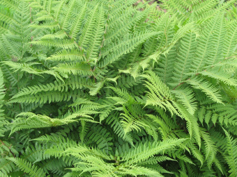 Кочедыжник красночерешковый, Athyrium rubripes