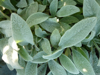 Чистец (Стахис) шерстистый Овечьи ушки (2 л)