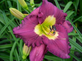 Лилейник гибридный Сайлент Сентри