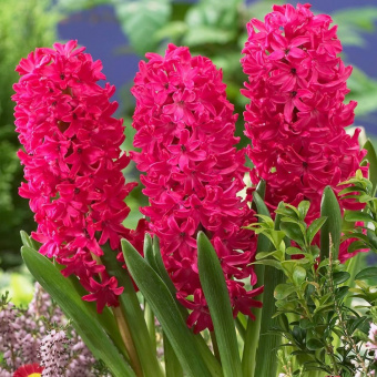 b63dd3d38724ce02df863a7b47c99b85