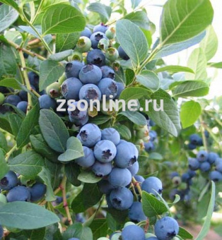 Изображение загружено обработкой по данным файла Excel