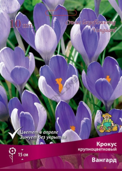 Крокус крупноцветковый Вангард 7-8/К 10шт