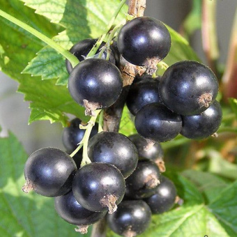 smorodina-chernaya-vologda-1493301504