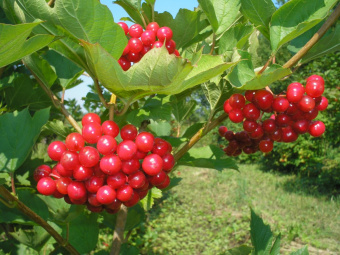 Kalina-sadovaya-Krasnaya-grozd