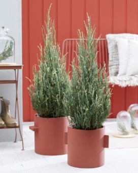 Можжевельник Блю Айвори (С5, 20-40)