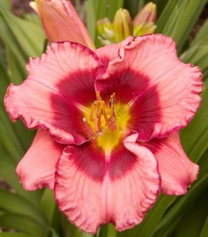 Лилейник гибридный Дан Махони