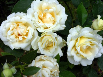 Изображение загружено обработкой по данным файла Excel