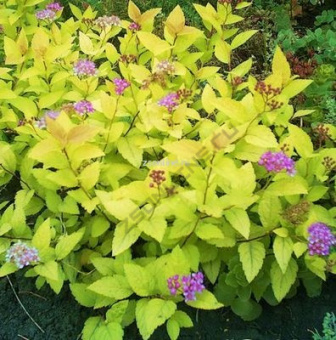 Изображение загружено обработкой по данным файла Excel