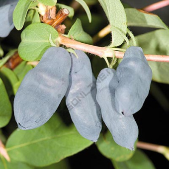 Жимолость съедобная Сильгинка (С2)