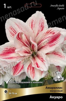 Амариллис махровый Акуаро*/К
