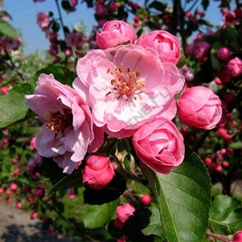 Яблоня декоративная  V 3л