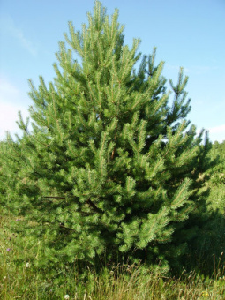 Сосна обыкновенная Дирхэв, Pinus sylvestris DK Dyrehave, в горшке 2л, 25-30 см