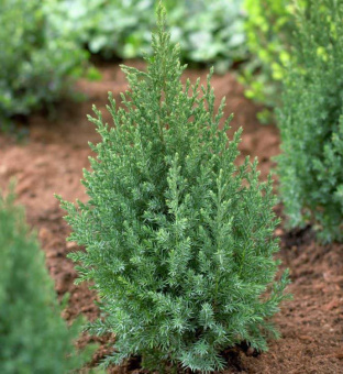 Можжевельник китайский Стрикта, Juniperus chinensis Stricta, в горшке 2л, 30-40 см