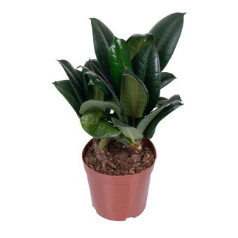 Фикус эластика София D-22 H60 см