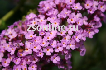 Изображение загружено обработкой по данным файла Excel