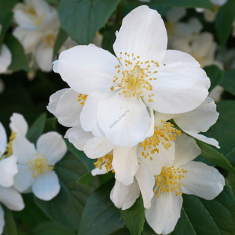 Чубушник венечный ,Philadelphus coranarius (60-80, C5, IV)