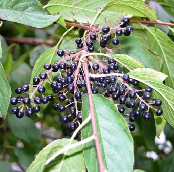 Изображение загружено обработкой по данным файла Excel