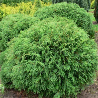 Туя западная Литтл Чемпион, Thujia occidentalis Little Campion, в горшке 3л, 30-40 см