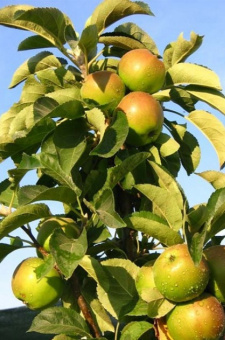 yablonya_kolonnovidnaya_senator_689-650x650