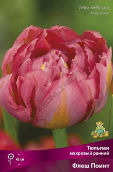 Тюльпан махровый ранний Флеш Поинт 11-12/К 7шт