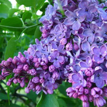 Сирень Обыкновенная Зоя Космодемьянская