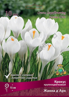 Крокус крупноцветковый Жанна д'Арк 7-8/К 10шт