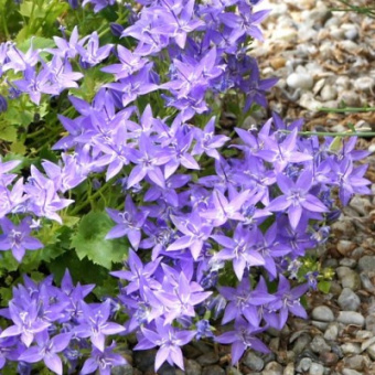 Колокольчик гарганский (Р9) (цветки фиолетовые с распростертыми лепестками)