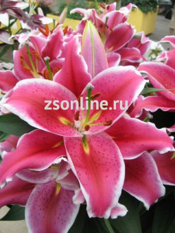 Изображение загружено обработкой по данным файла Excel