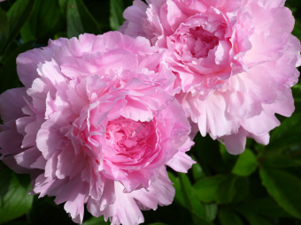 Пион молочноцветковый Сьюзи Кью 2-3