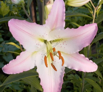 Лилия Восточная Марко Поло