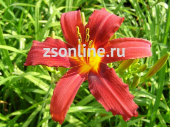 Изображение загружено обработкой по данным файла Excel