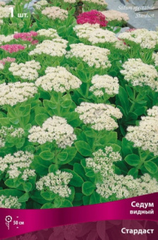 sedum_vidn_stardast_kaper