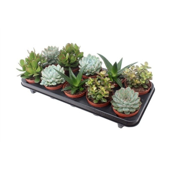 Эхеверия D5см H10см