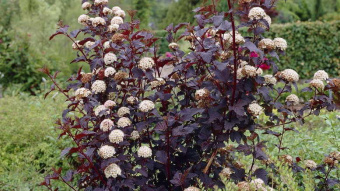 Physocarpus opulifolius