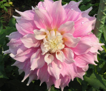 bfbd73654ecac174f3555588ed0b9ec6