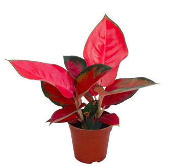 Аглаонема d10 h30 см