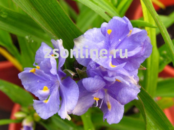 Изображение загружено обработкой по данным файла Excel