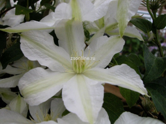 Изображение загружено обработкой по данным файла Excel