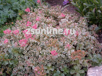 Изображение загружено обработкой по данным файла Excel