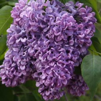 siren_obyknov_kapitan_gastello