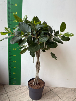 Фикус Бенджамина Экзотик 24/110