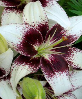 Лилия Азиатская Танго Уайт Пиксельc