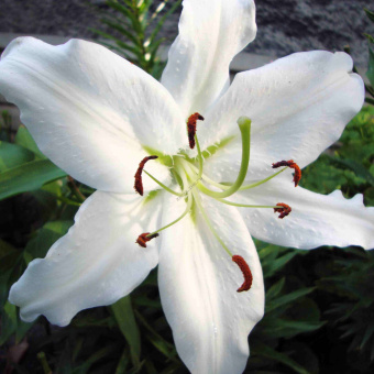 Лилия Восточная Юниверс