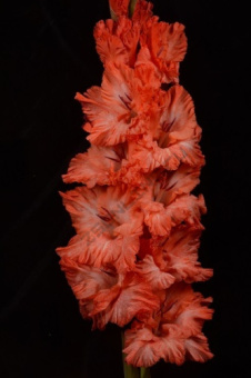 Гладиолус Дед Мороз 10-12/К 5шт